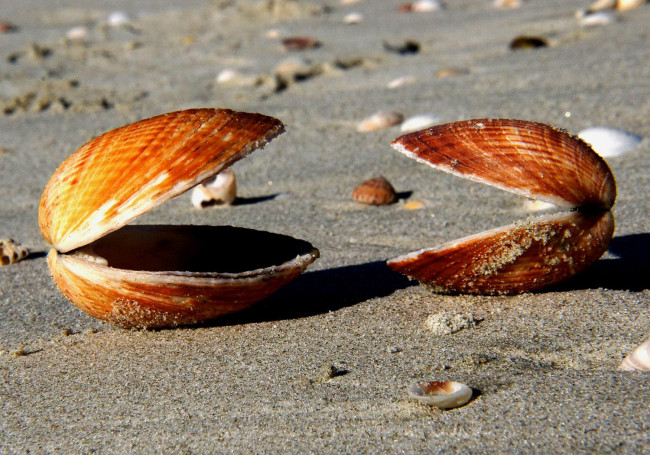 zwei offene Muscheln